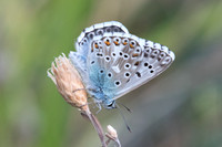 Lysandra hispana-0787 - Levanto - 19/09/20