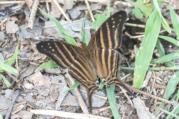 Marpesia chiron-2207