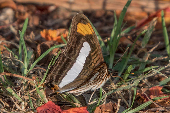 Adelpha paraena massilia-5194