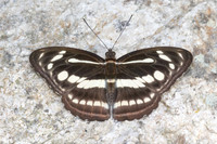 Athyma pravara-4807 - Doi Inthanon - 25/03/25