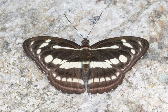 Athyma pravara-4807 - Doi Inthanon - 25/03/25
