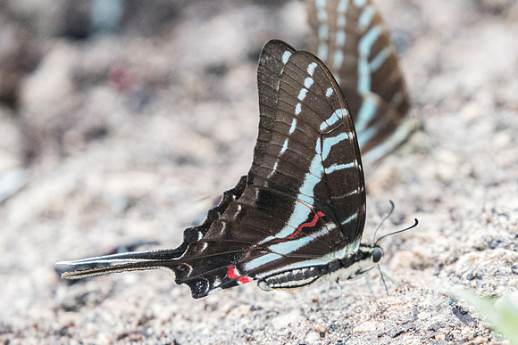 Protographium philolaus-2526