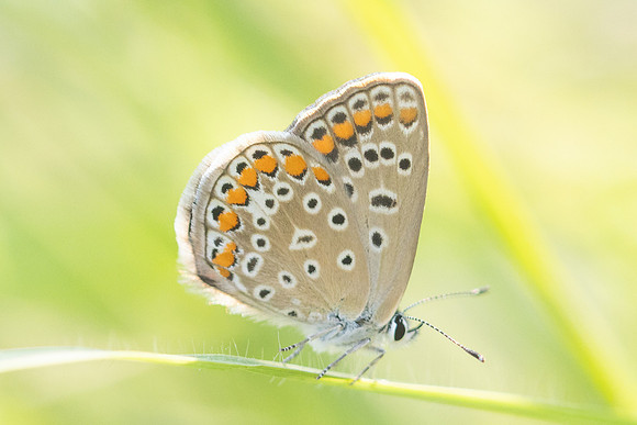 Polyommatus icarus-1551