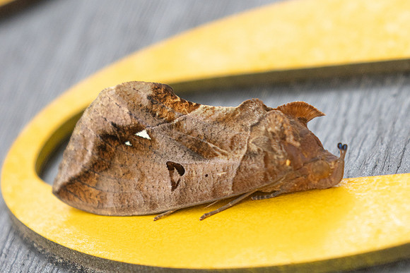 Eudocima procus nuit-6103