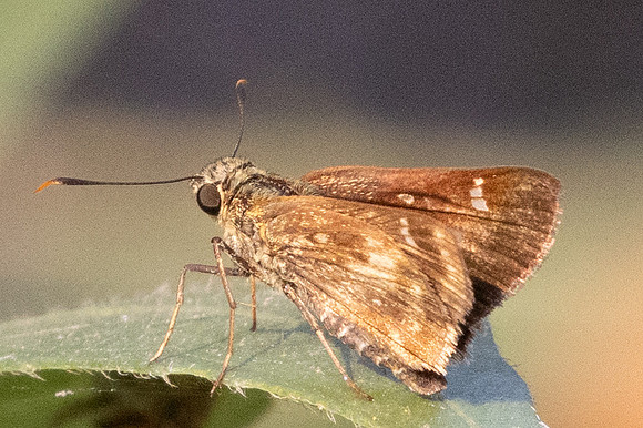 Halpe flava-6758 - Doi - Suthep - 28/03/24