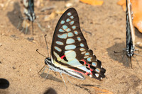 Graphium doson - Common Jay