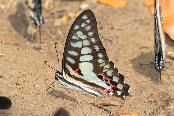 Graphium doson-1279 - Chiang Dao - 17/03/25