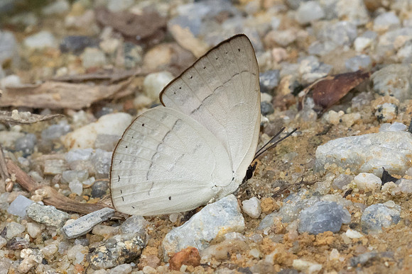 Curetis insularis-8313