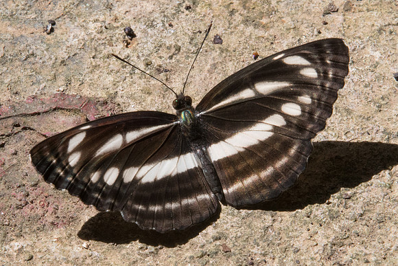 Neptis clinia-8512 - Chiang Dao - 14/11/23