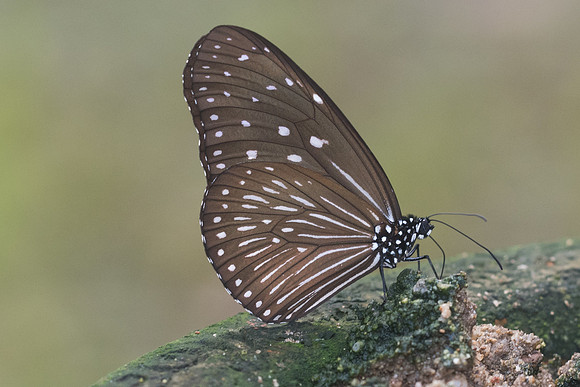 Euploea mulciber-1920 - Chiang Dao - 16/11/23