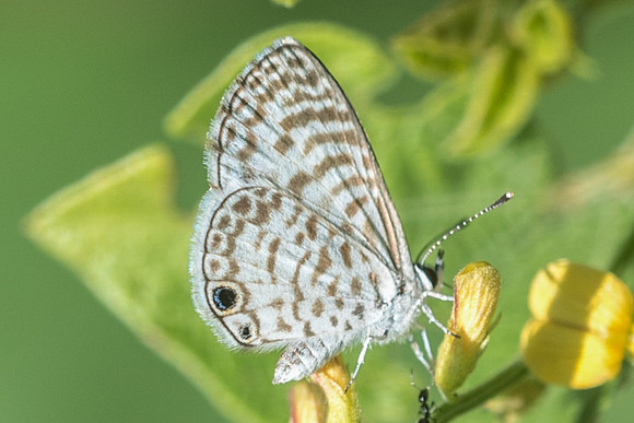 Leptotes cassius --3067