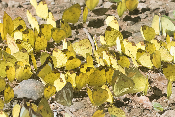 Eurema sp-2772