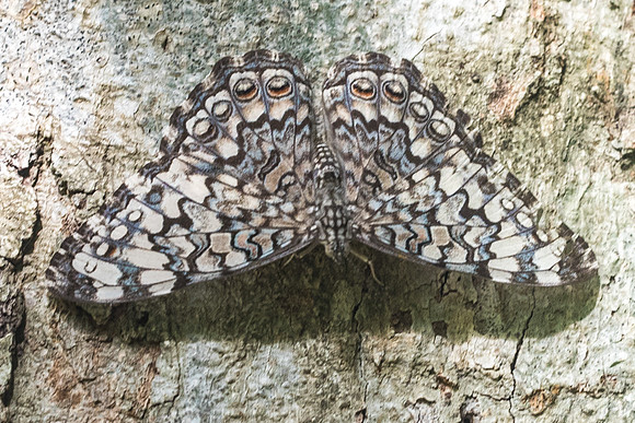hamadryas februa-5947 - Route Puuic - 5/06/18