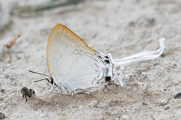 Cheritra freja-5148