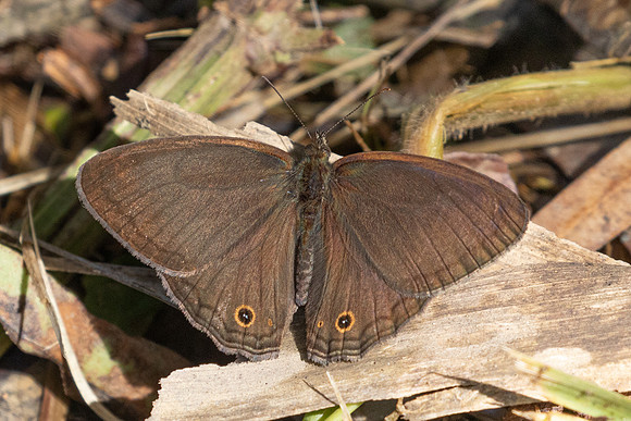 Vareuptychia themis-5112 - Jardin - 14/06/24