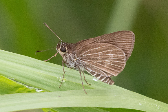 Cymaenes tripunctus-5209