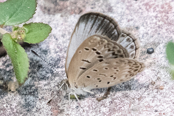 Pseudozizeeria maha maha -8863- Chiang Mai - 14/03/23
