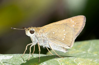 Pelopidas mathias-5110