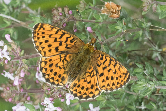 Boloria euphrosyne-9023 - Cipières- 18/05/21