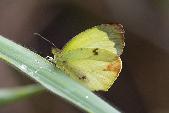 Abaeis xanthochlora -5719 - Salento - 16/06/24