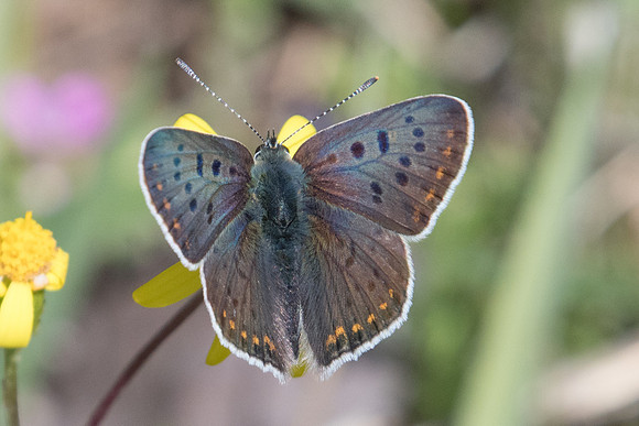 Lycaena tityrus-8491