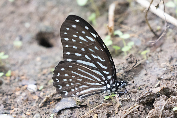 Graphium megarus-9497