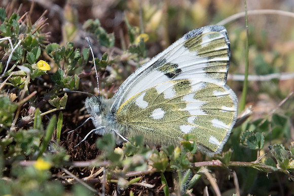 Pontia edusa-6216