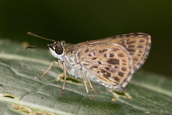 Halpemorpha albipectus-2381 - Chiang Dao - 20/03/25