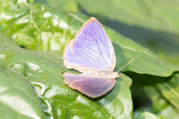 Arhopala sp-5351