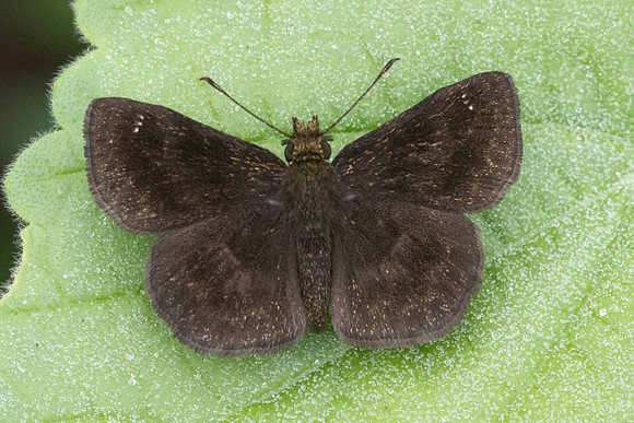 Staphylus sp-2768