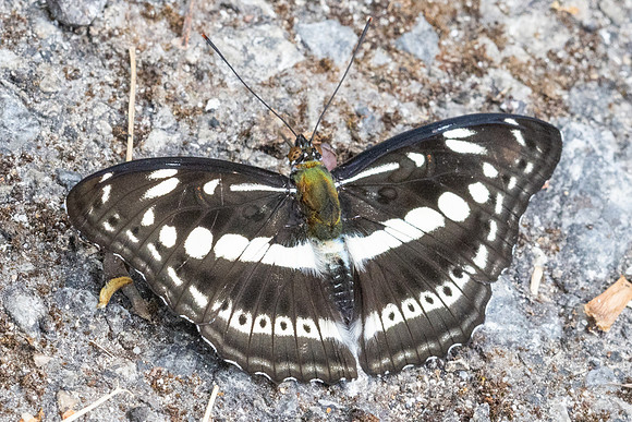 Limenitis asura-5026 - Doi Inthanon - 23/03/24