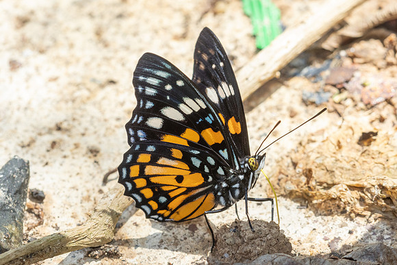 Sephisa chandra chandra-5412 - Doi Inthanon - 24/03/24