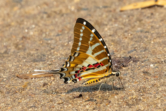 Graphium nomius-1251