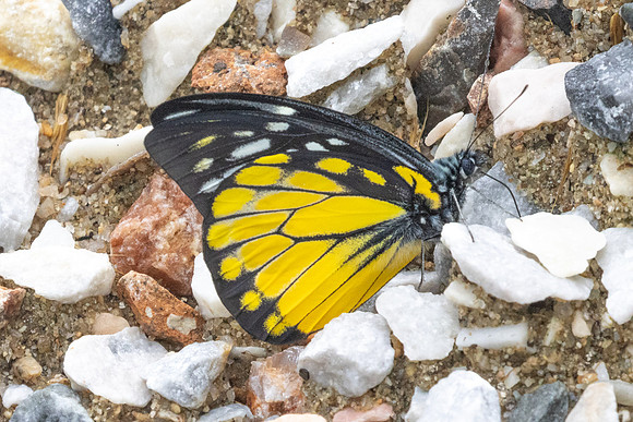 Prioneris thestylis-8884