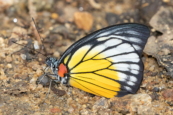 Prioneris philonome-0369