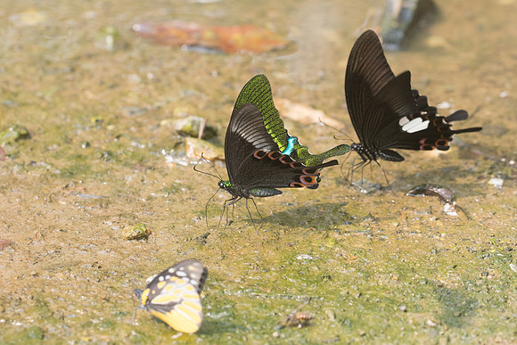 Papilio paris-9490 - Chiang Dao - 11/03/23