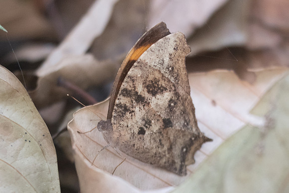 Melanitis leda-1694 - Doi-Suthep - 8/03/23