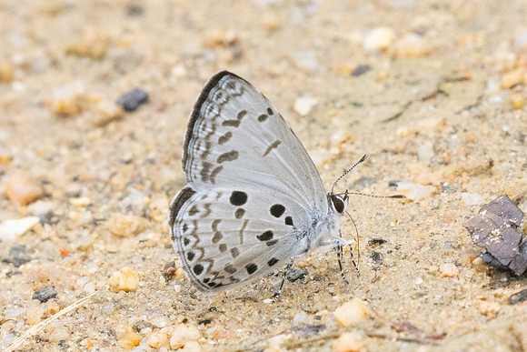 Acytolepis puspa-0202