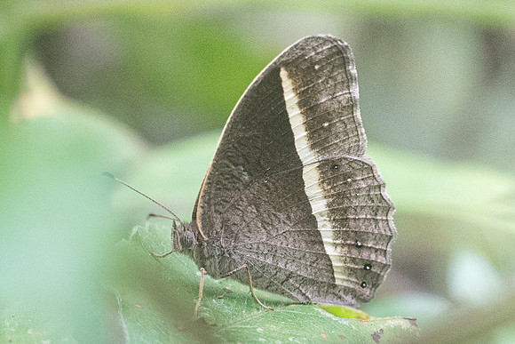 Mycalesis malsara-5873 - Chiang Dao - 12/03/23