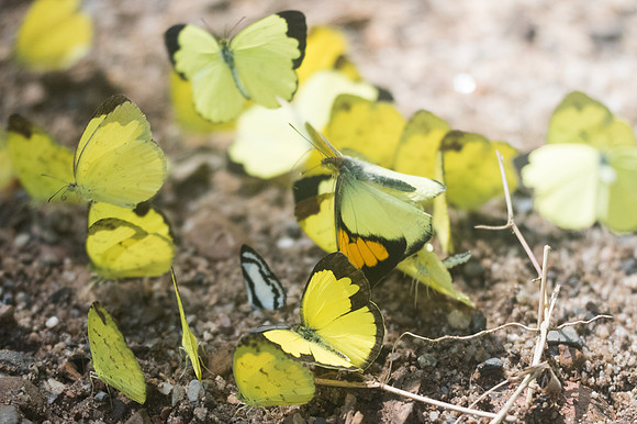 Eurema sp-2688