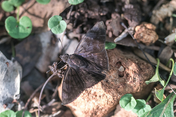 Pellicia arina-5793