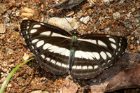 Neptis capnodes id--5646