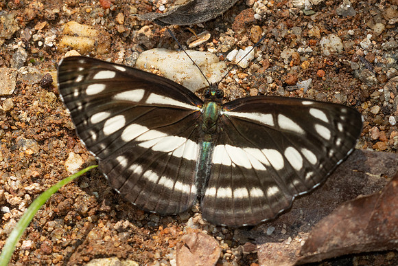 Neptis capnodes id--5646