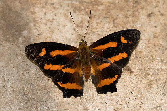 Symbrenthia hypselis cotanda-8546 - Chiang Dao - 14/11/23