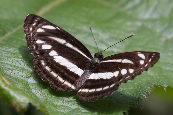 Neptis clinia id--1172 - Chiang Dao - 16/11/23