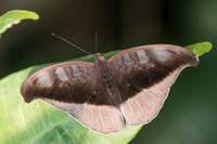 Cynitia cocytus ambrysus-4851 - Doi-Suthep 9/03/23