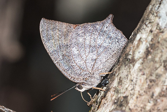 Anaea aidea-6396