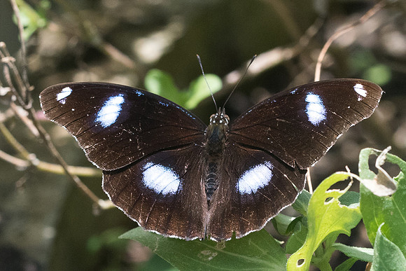 Hypolimnus bolina jacintha-9954 - Koh samui -  17/03/23