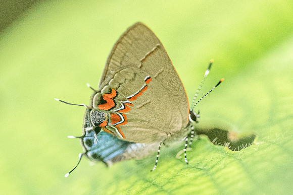 Calycopis origo --1