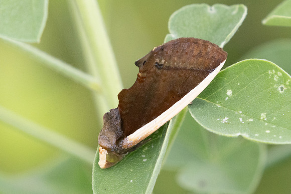 Gonodonta pyrgo nuit-9308